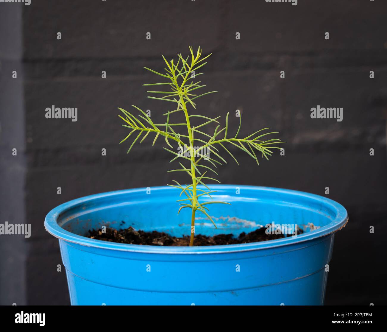 Young sequoia tree in a pot, growing Sequoiadendron giganteum tree from the seed at home Stock Photo