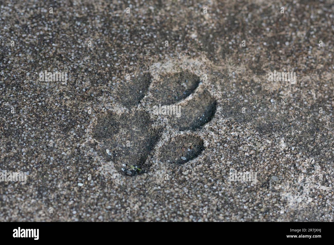 Cat's paw prints on asphalt. the imprint of the cat's paw is frozen