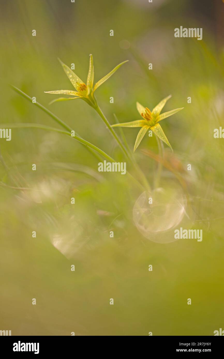 Yellow Star-of-Bethlehem (Gagea commutata) Photographed in Israel, in February. Stock Photo