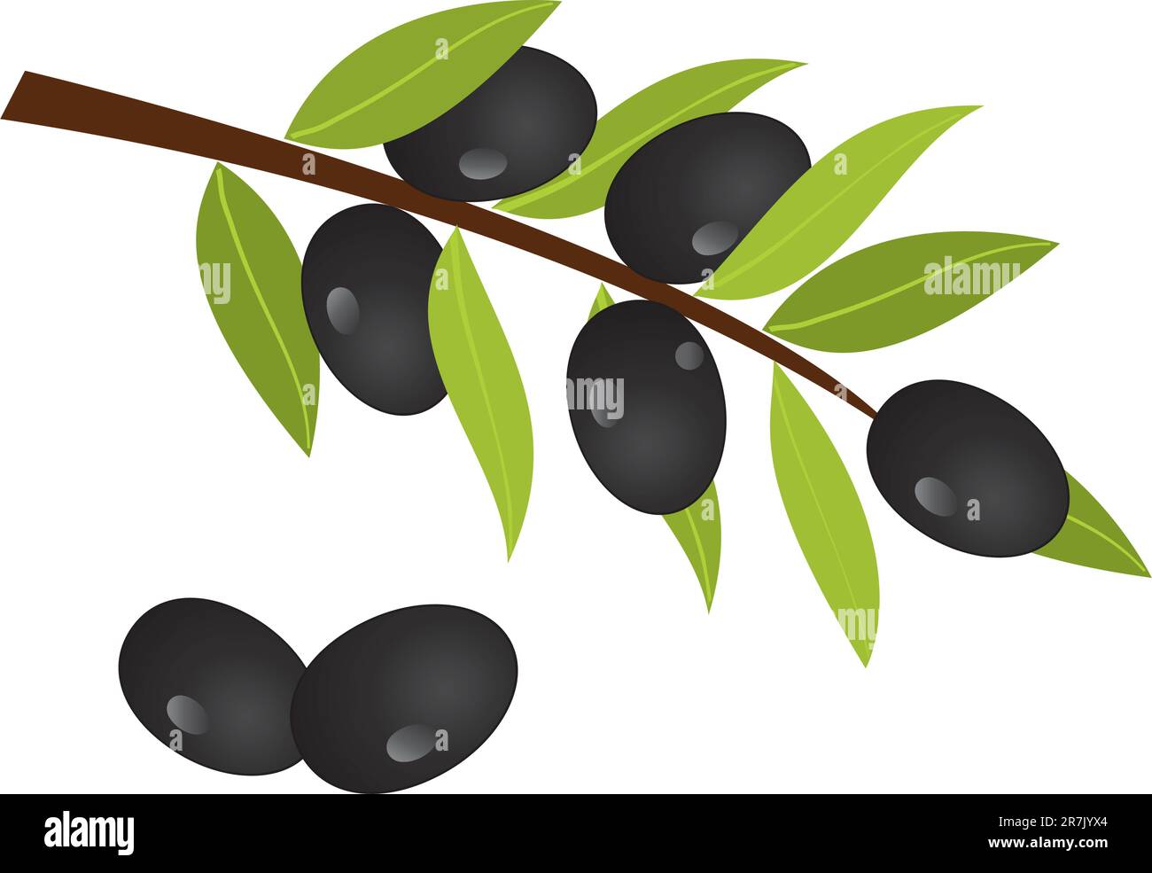 Vector illustration of olive branch with olives Stock Vector Image ...