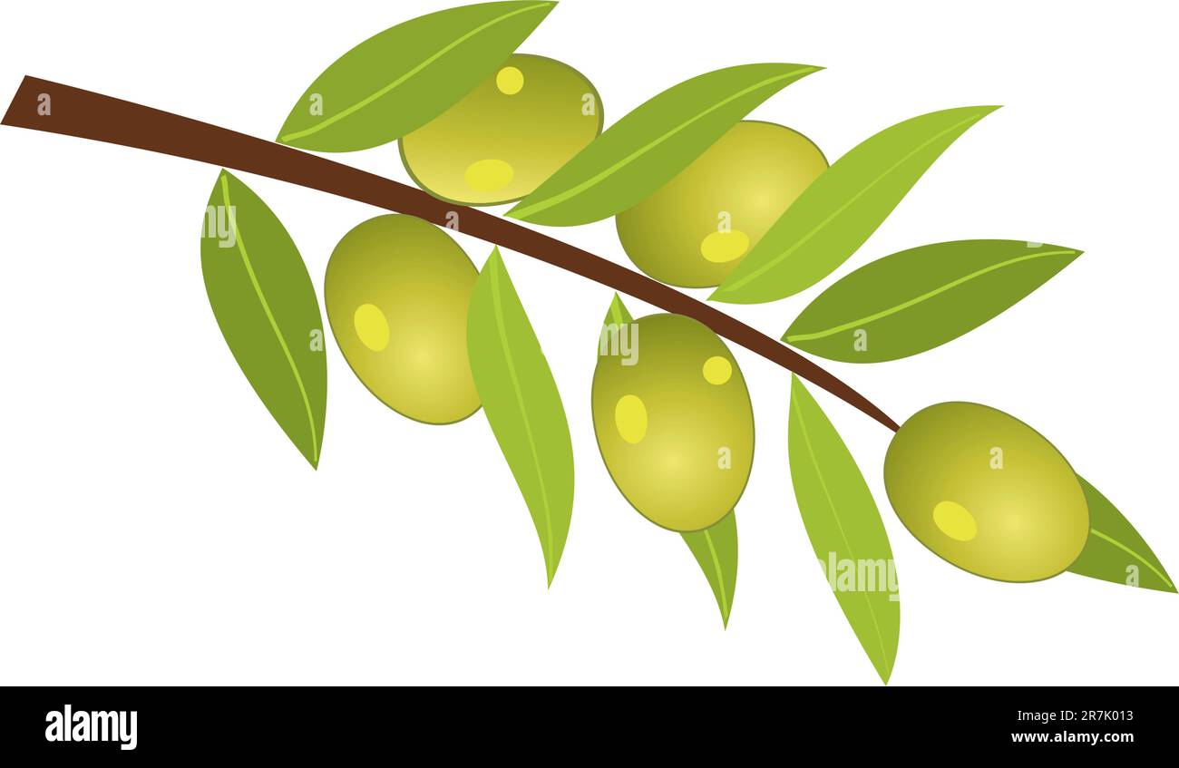 Vector illustration of olive branch with olives Stock Vector Image ...