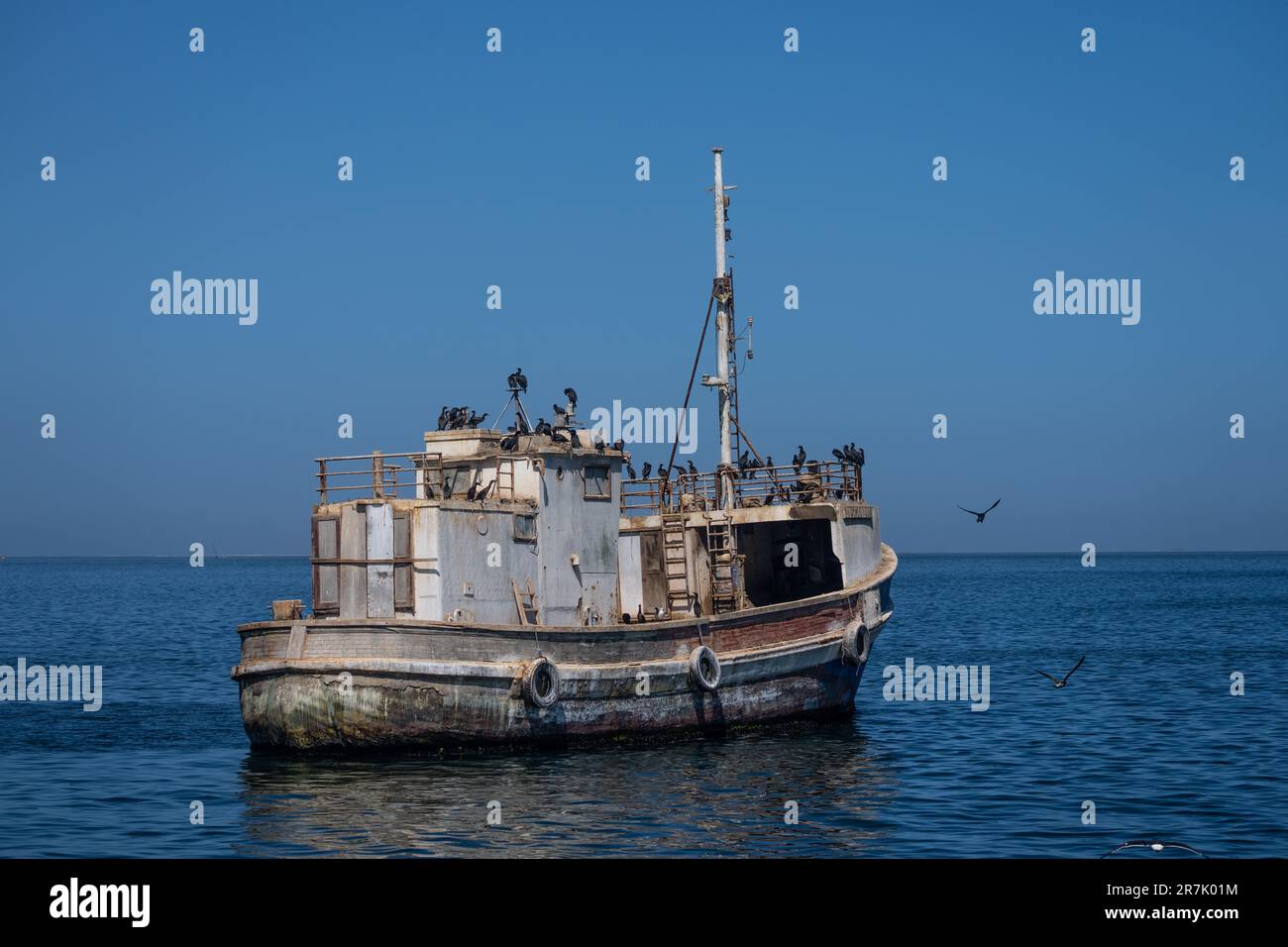 Flock of Cape cormorant or Cape shag (Phalacrocorax capensis) in Walvis Bay, Namibia nesting on a wrecked ship Stock Photo