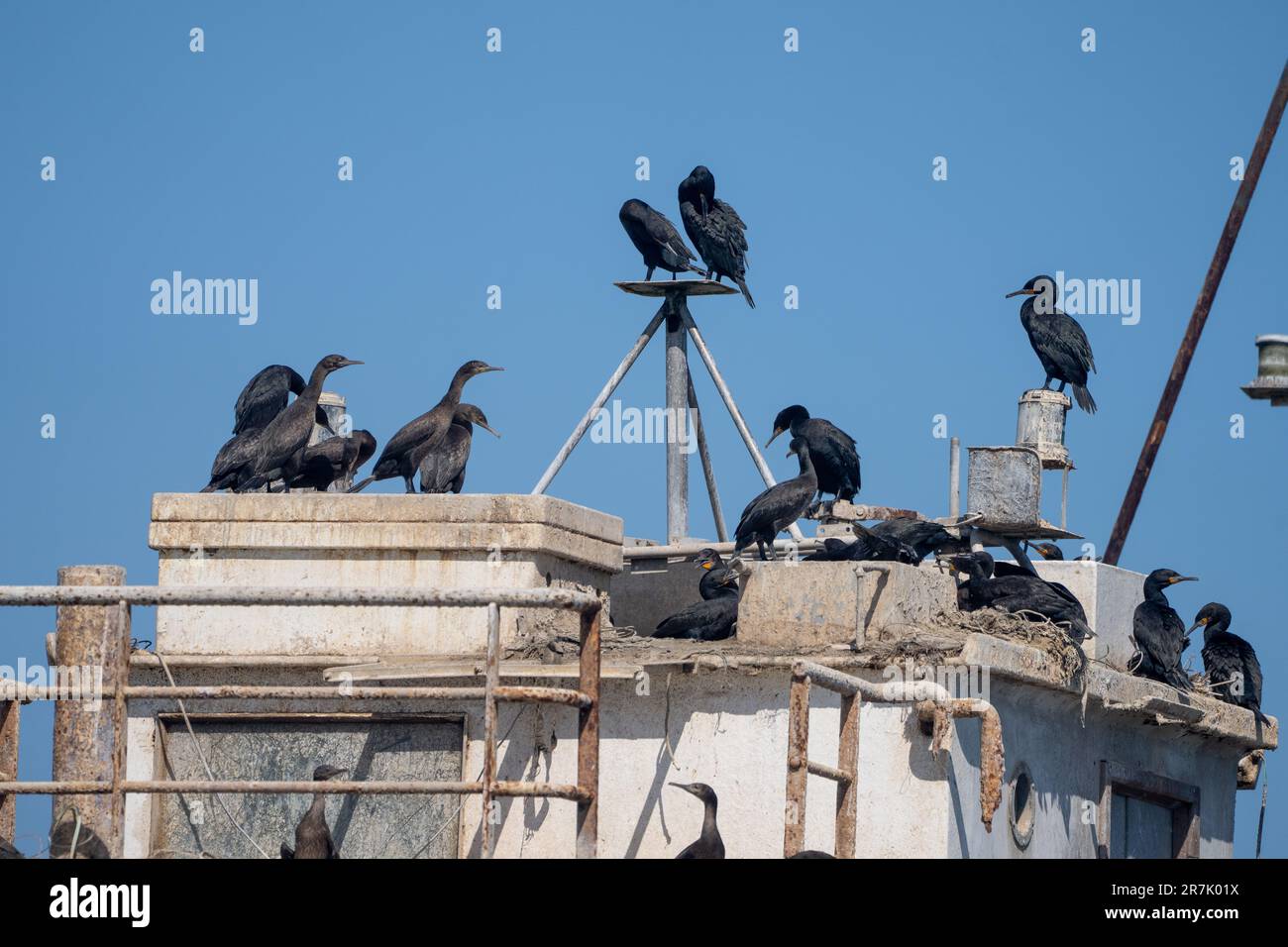 Flock of Cape cormorant or Cape shag (Phalacrocorax capensis) in Walvis Bay, Namibia nesting on a wrecked ship Stock Photo