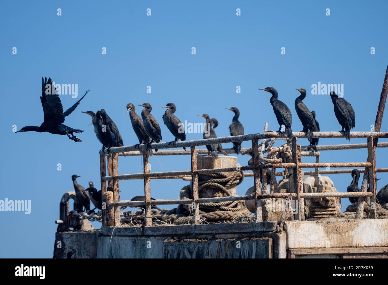 Flock of Cape cormorant or Cape shag (Phalacrocorax capensis) in Walvis Bay, Namibia nesting on a wrecked ship Stock Photo