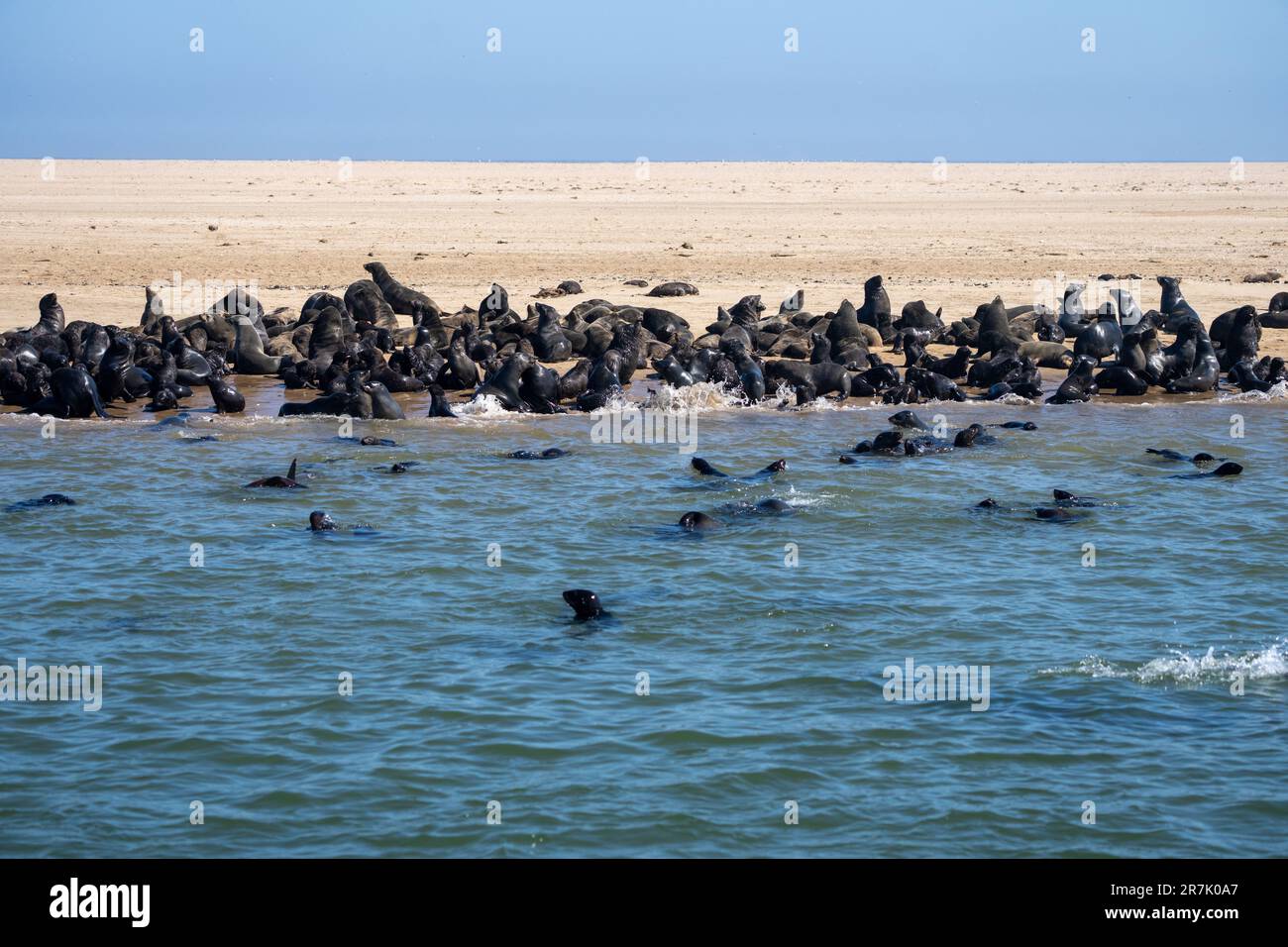 A colony of the brown fur seal (Arctocephalus pusillus), also known as the Cape fur seal, South African fur seal and Australian fur seal, Photographed Stock Photo
