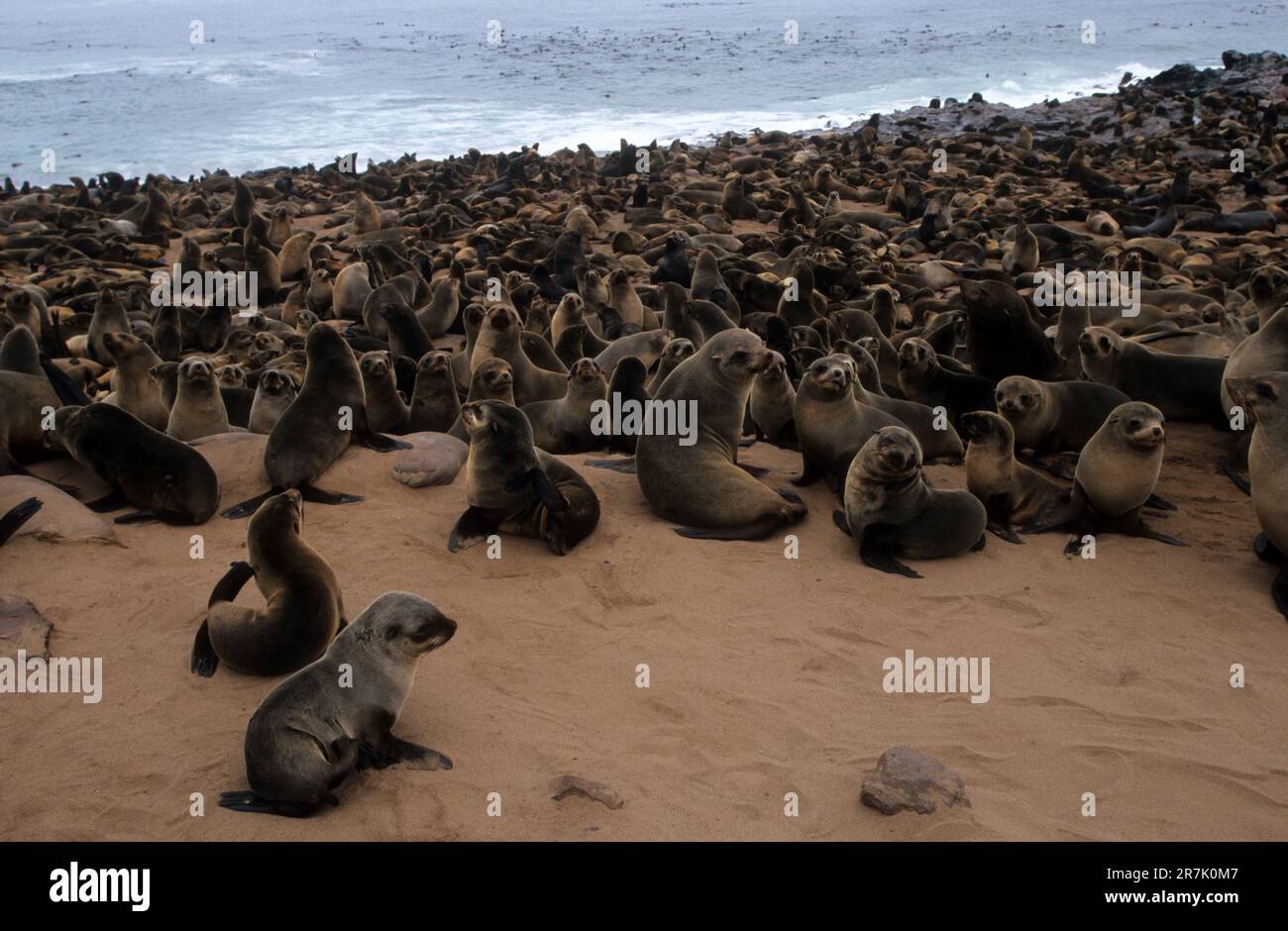 A colony of the brown fur seal (Arctocephalus pusillus), also known as ...