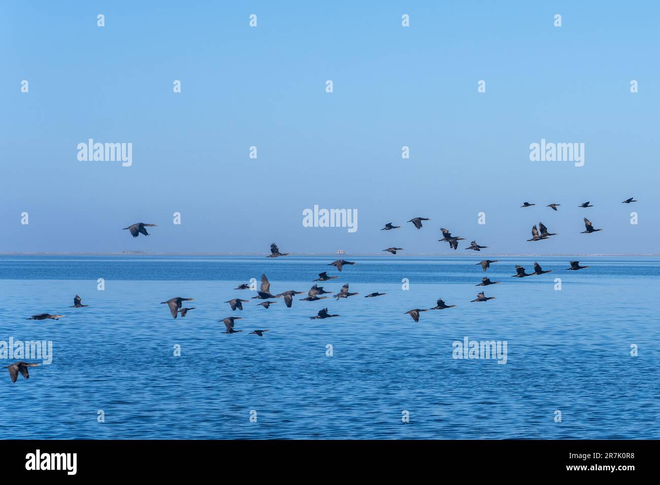 Flock of Cape cormorant or Cape shag (Phalacrocorax capensis) in Walvis Bay, Namibia in flight Stock Photo