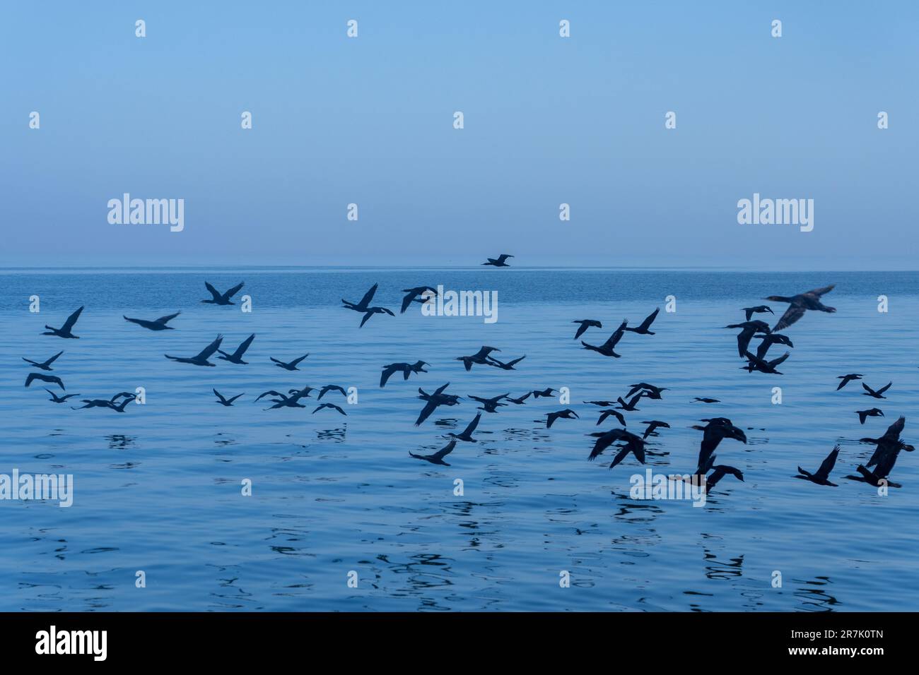 Flock of Cape cormorant or Cape shag (Phalacrocorax capensis) in Walvis Bay, Namibia in flight Stock Photo