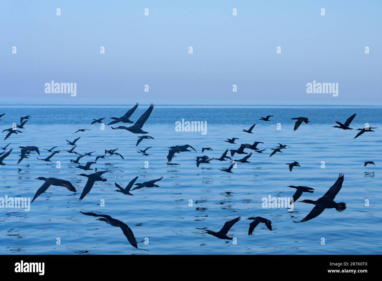 Flock of Cape cormorant or Cape shag (Phalacrocorax capensis) in Walvis Bay, Namibia in flight Stock Photo