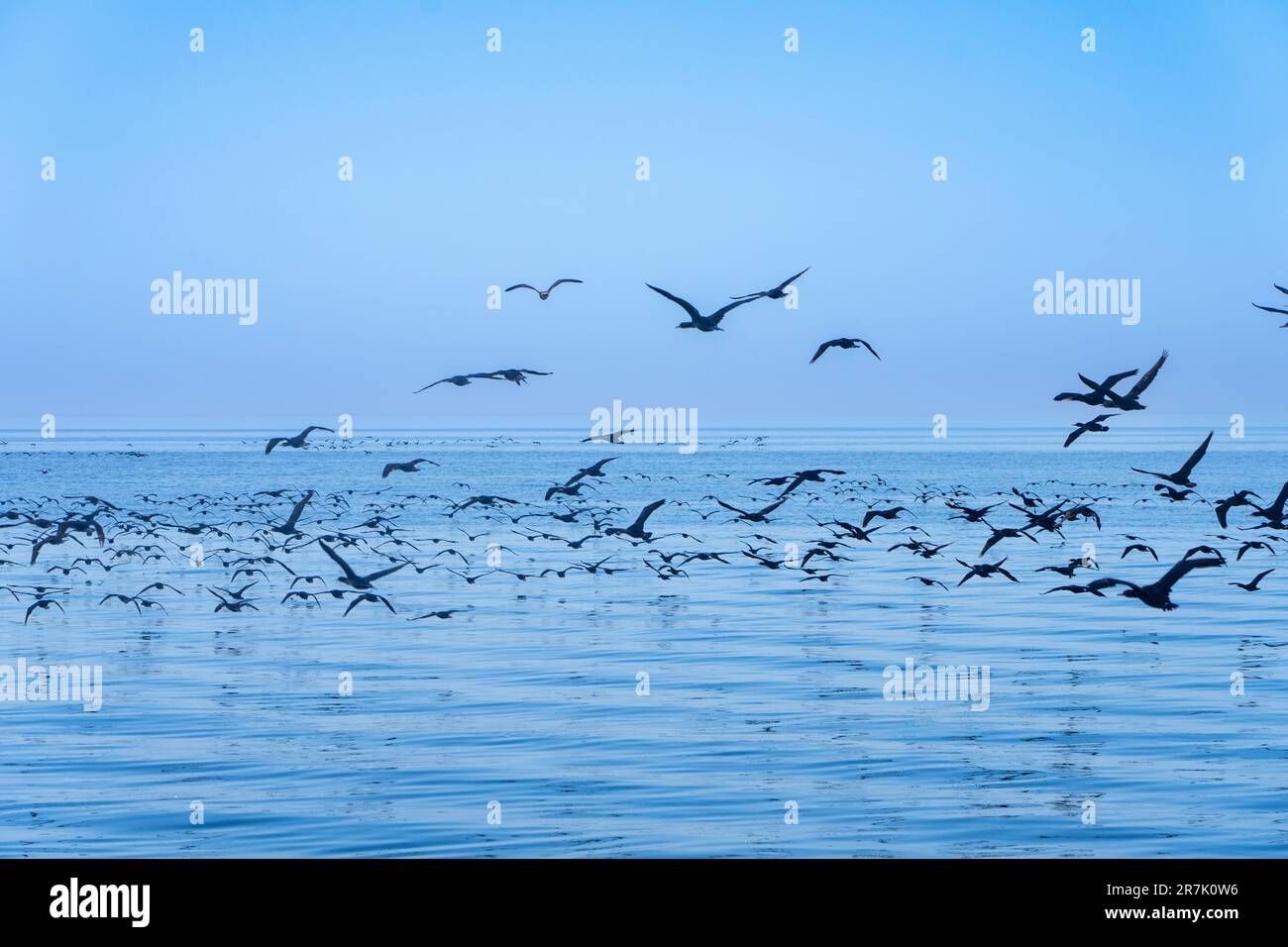 Flock of Cape cormorant or Cape shag (Phalacrocorax capensis) in Walvis Bay, Namibia in flight Stock Photo