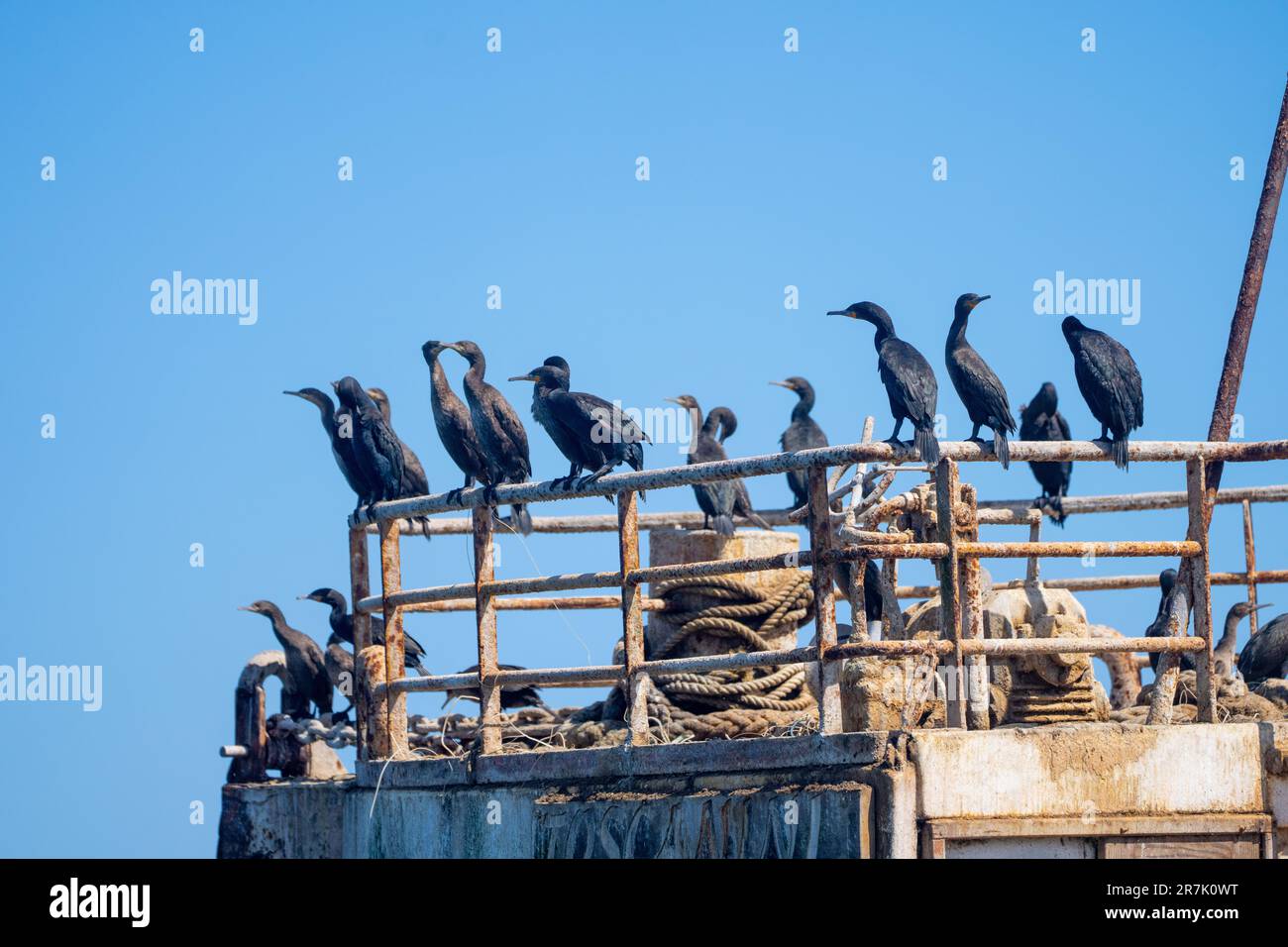 Flock of Cape cormorant or Cape shag (Phalacrocorax capensis) in Walvis Bay, Namibia nesting on a wrecked ship Stock Photo