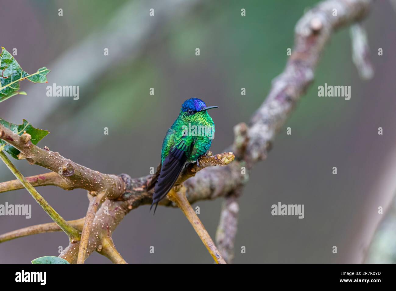Close up of a Violet-capped woodnymph perched on a branch against defocused background, Serra da Mantiqueira, Atlantic Forest, Itatiaia,  Brazil Stock Photo
