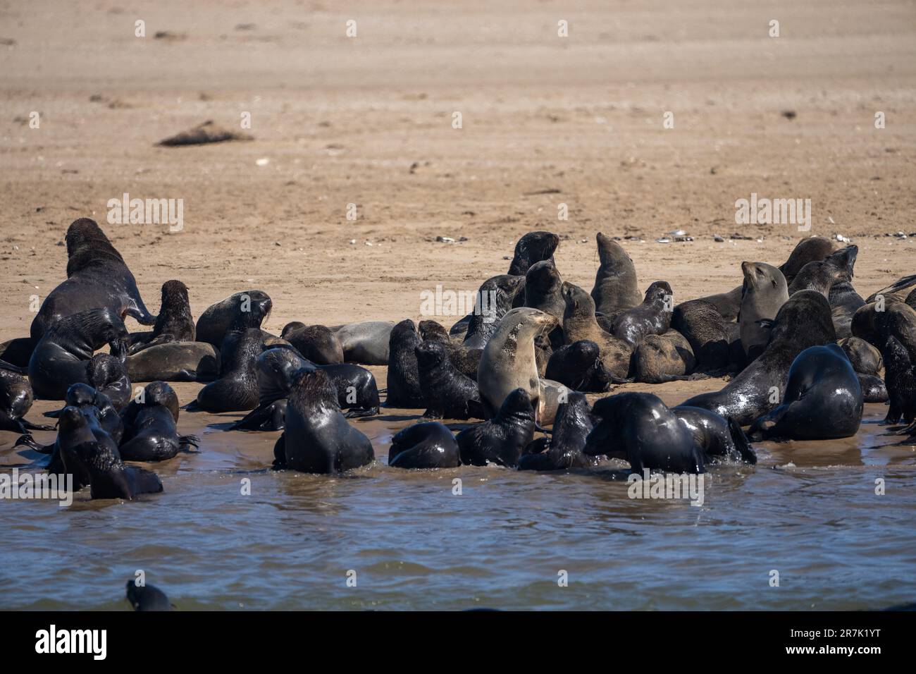 A colony of the brown fur seal (Arctocephalus pusillus), also known as the Cape fur seal, South African fur seal and Australian fur seal, Photographed Stock Photo