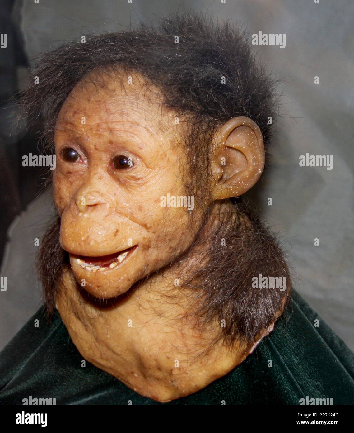 Ethiopia, Addis Ababa, the National Museum, Selam, the first child Australopithecus afarensis (3.3 million years) Stock Photo