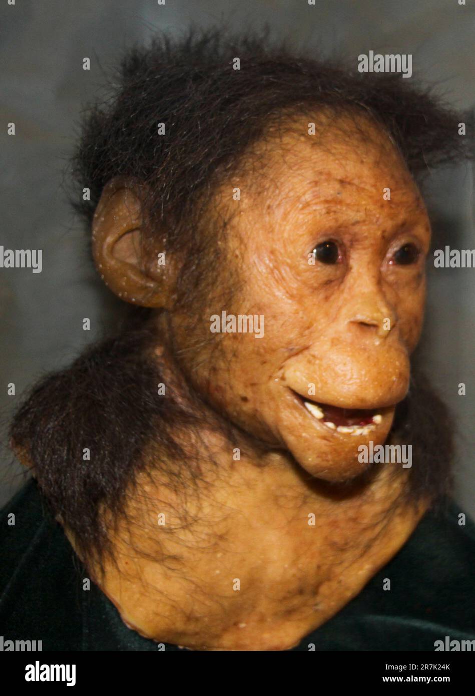 Ethiopia, Addis Ababa, the National Museum, Selam, the first child Australopithecus afarensis (3.3 million years) Stock Photo