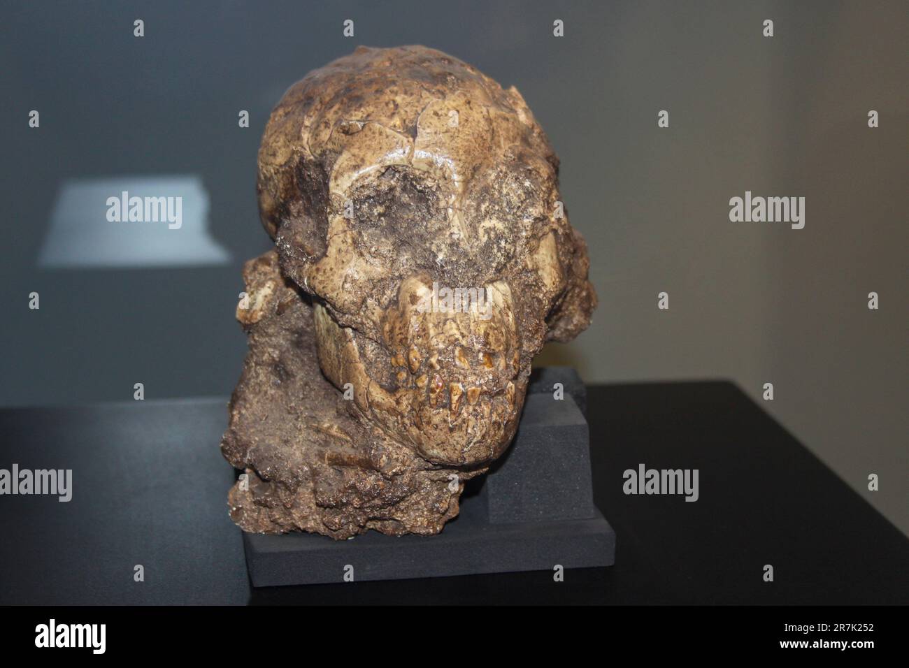 Ethiopia, Addis Ababa, the National Museum, Selam, the first child Australopithecus afarensis (3.3 million years) Stock Photo