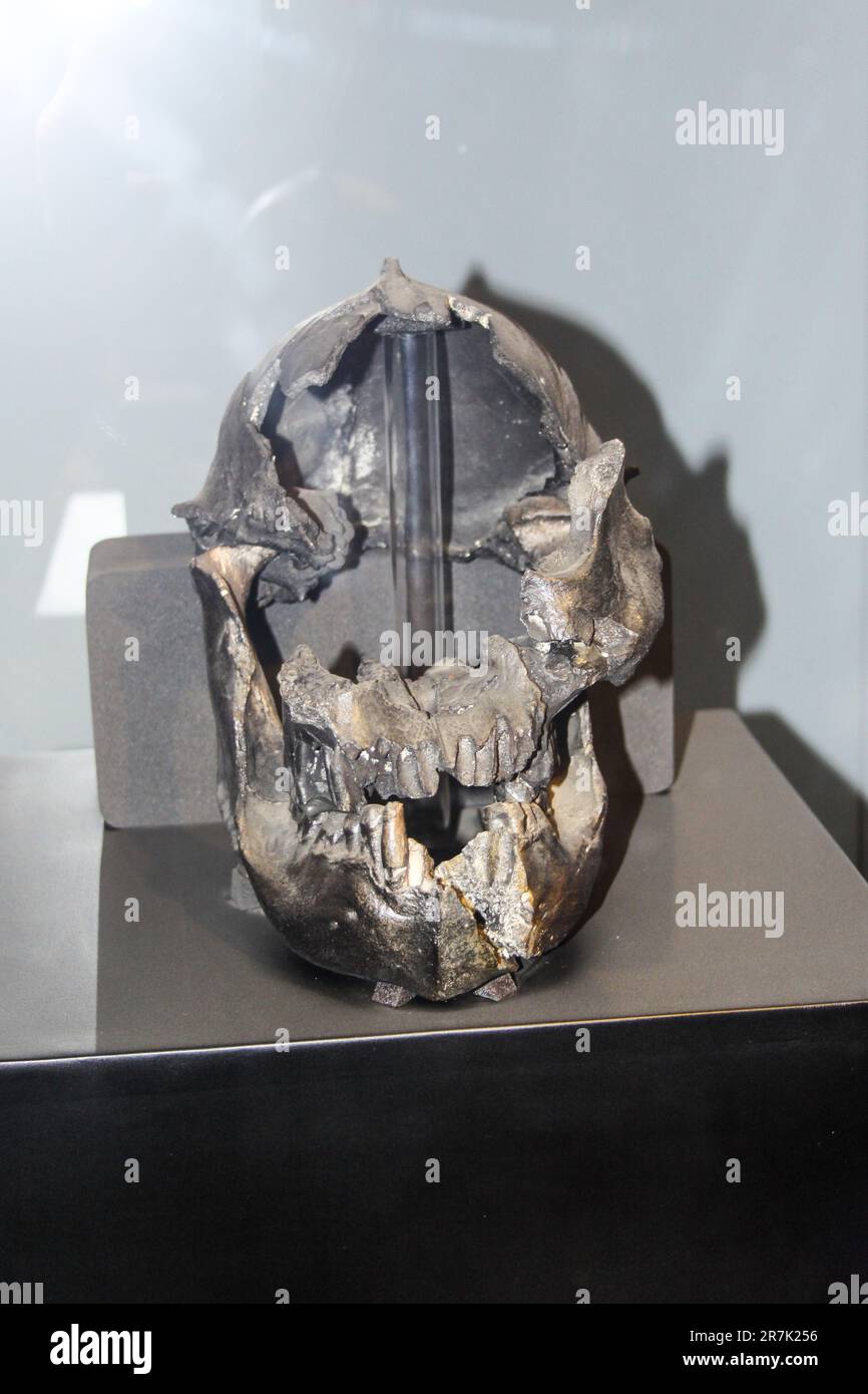 Ethiopia, Addis Ababa, the National Museum, Selam, the first child Australopithecus afarensis (3.3 million years) Stock Photo