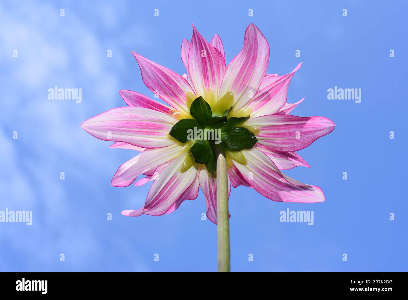 Closeup on underside of a pink and yellow columbine Dahlia flower on blue sky background Stock Photo