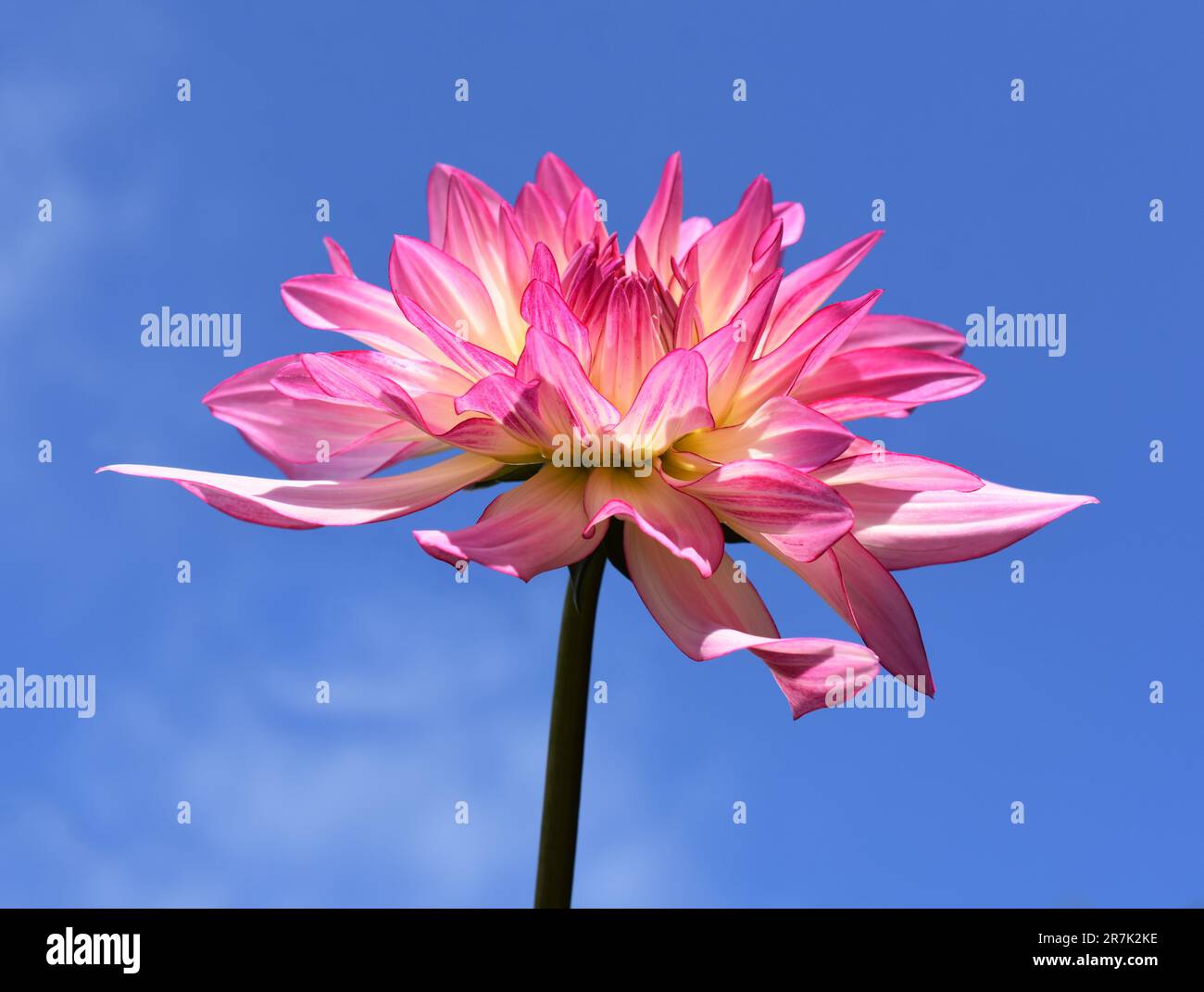 Closeup on a pink and yellow columbine Dahlia flower on blue sky background Stock Photo