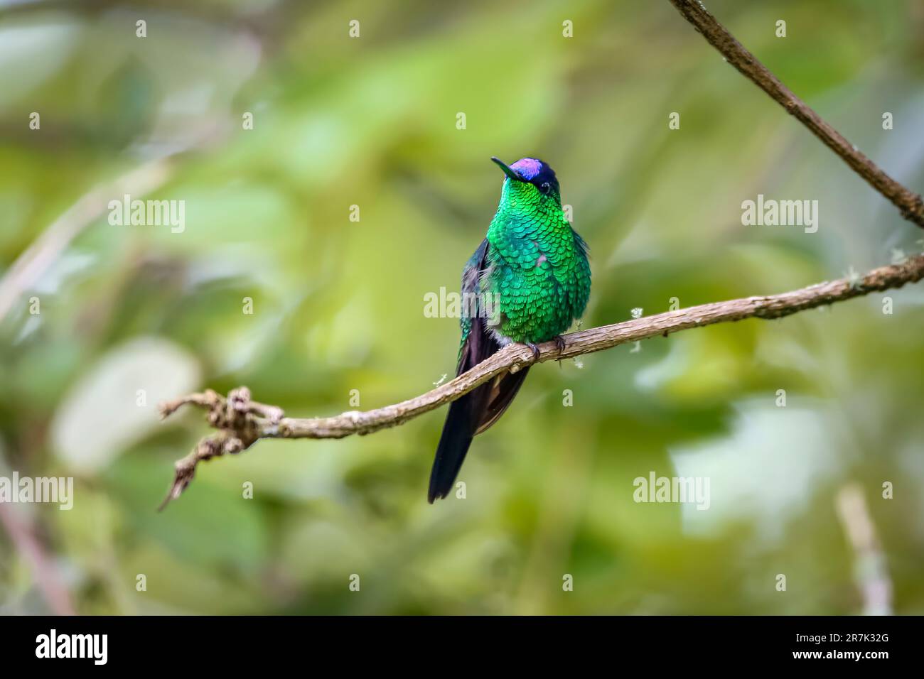 Close-up of a Violet-capped woodnymph perched on a branch against defocused background, front view, Serra da Mantiqueira, Atlantic Forest, Itatiaia, Stock Photo