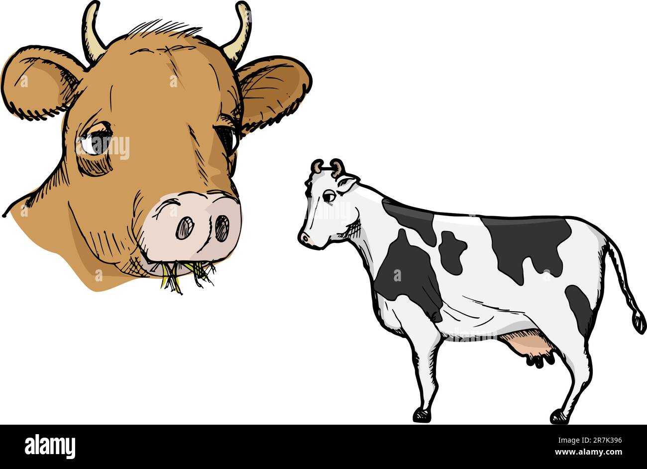 Types of cows Cut Out Stock Images & Pictures Alamy