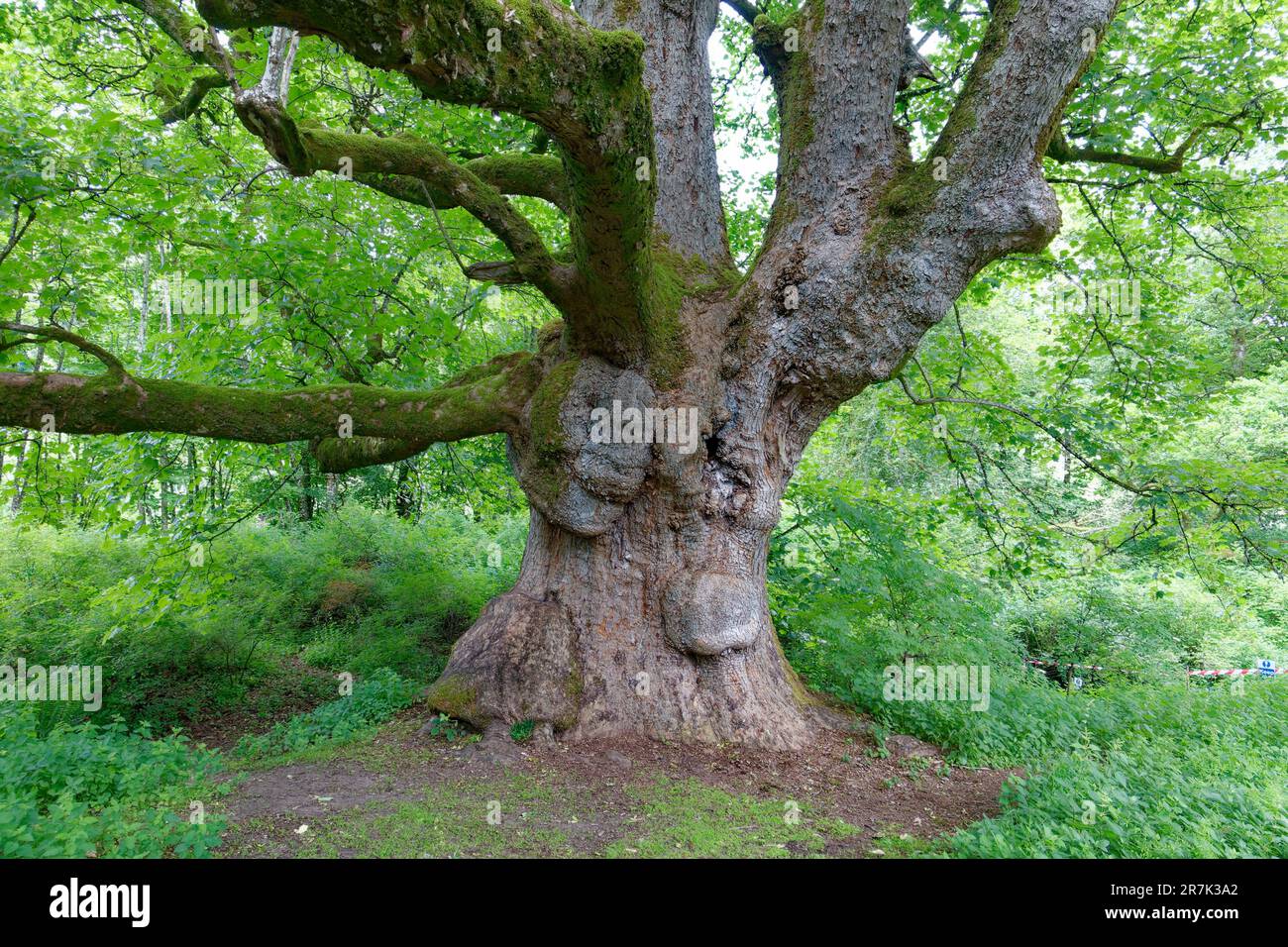 Macbeth Tree Birnam oak scotland hi-res stock photography and images - Alamy