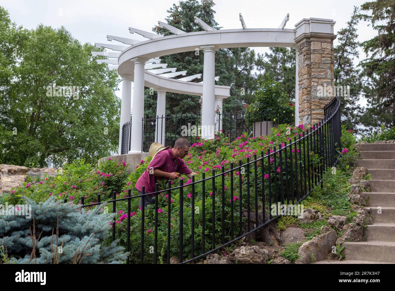 Gardener pruning the pink rose bushes below an arbor on a summer day at Como Park Zoo and Conservatory in St. Paul, Minnesota USA. Stock Photo