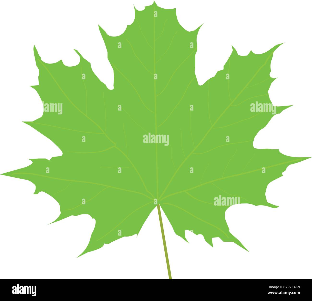 Vector illustration of green maple leaf Stock Vector Image & Art - Alamy