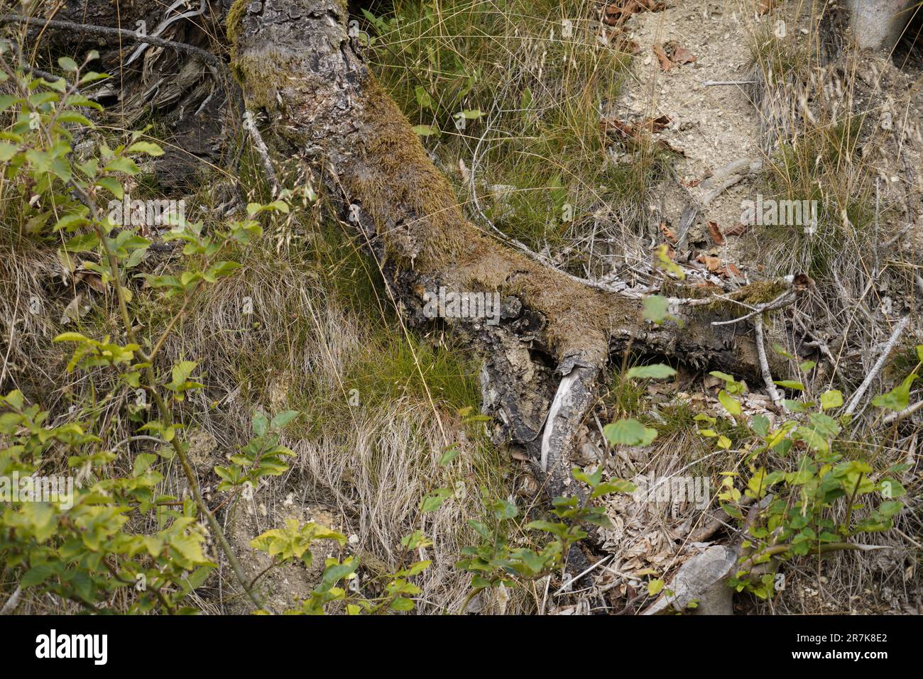 dying forests due to senseless clearing in the forest Tree stump in the ...