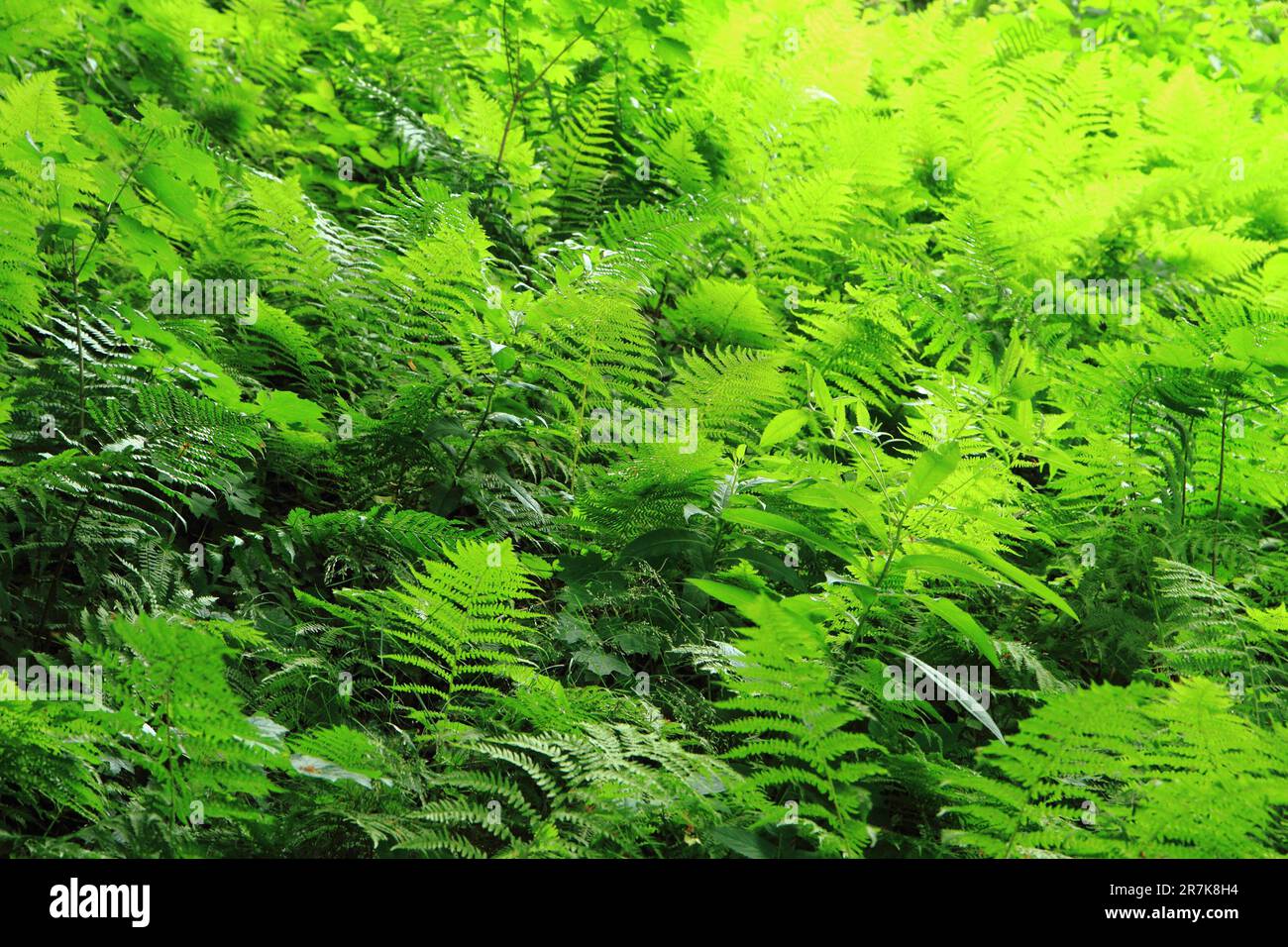 Fern leaves texture hi-res stock photography and images - Alamy