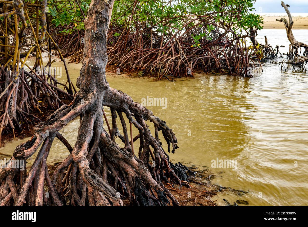 Dense mangrove vegetation meets the sea at Sargi beach in Serra Grande on the coast of Bahia Stock Photo