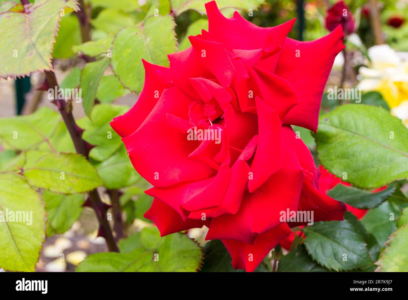 Cziraky hi-res stock photography and images - Page 2 - Alamy
