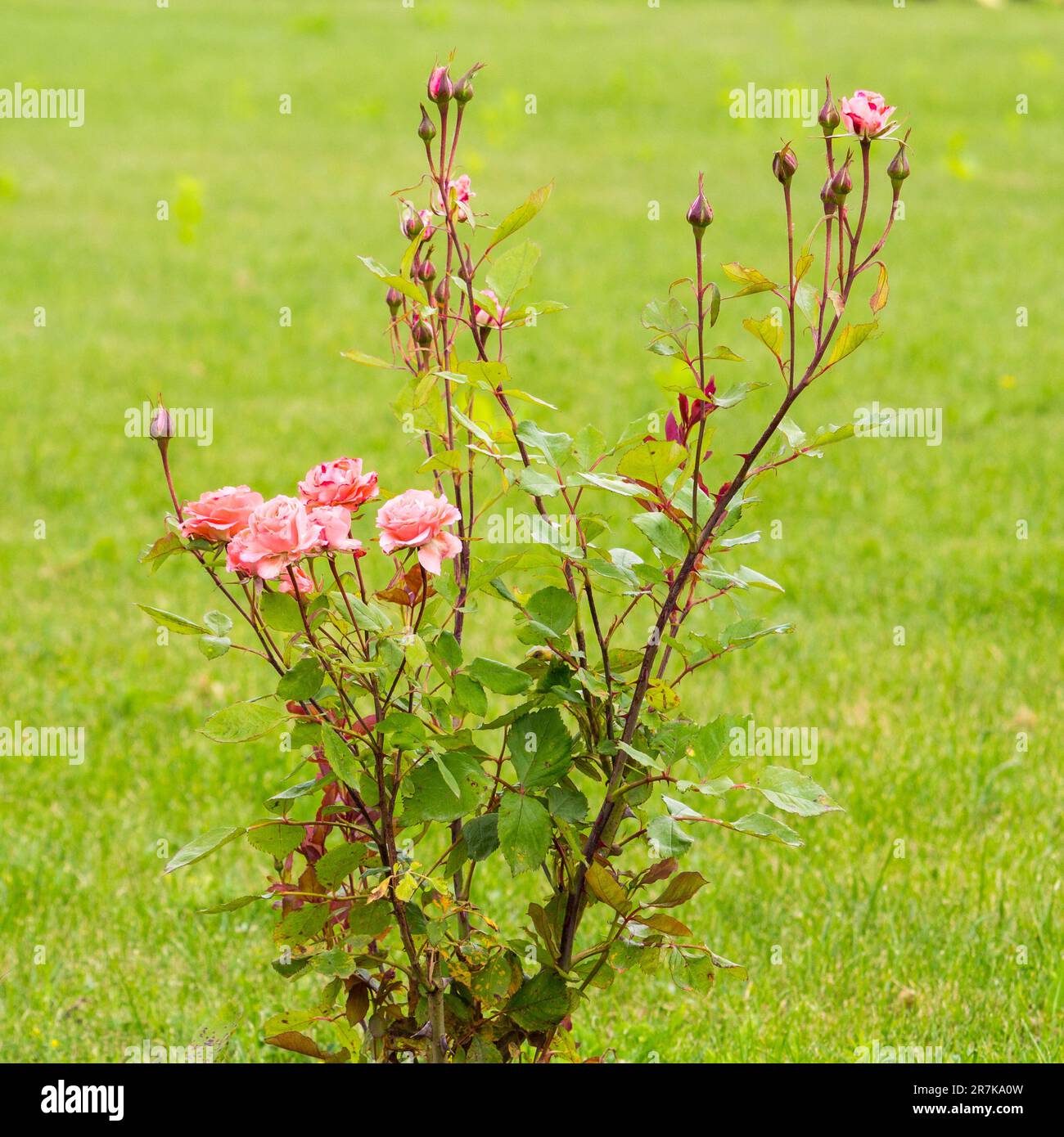 Floribunda type group hi-res stock photography and images - Alamy