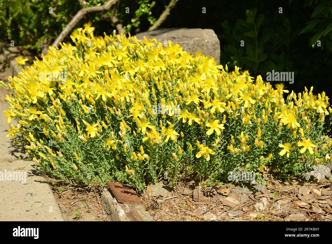 Star shaped yellow flowers Mount Olympus St. John's wort , Hypericum olympicum. Stock Photo