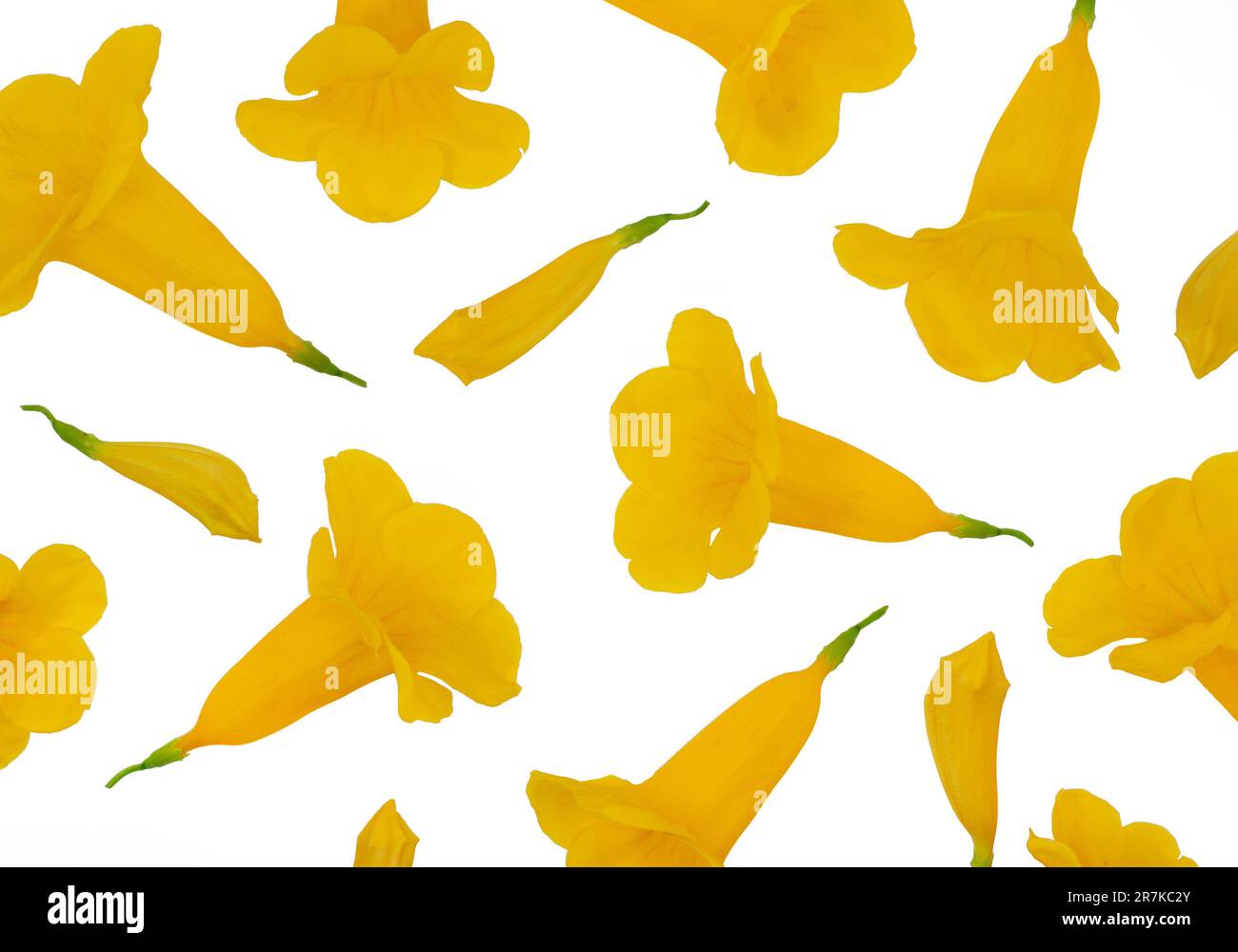Tecoma stans flower isolated on white background Stock Photo