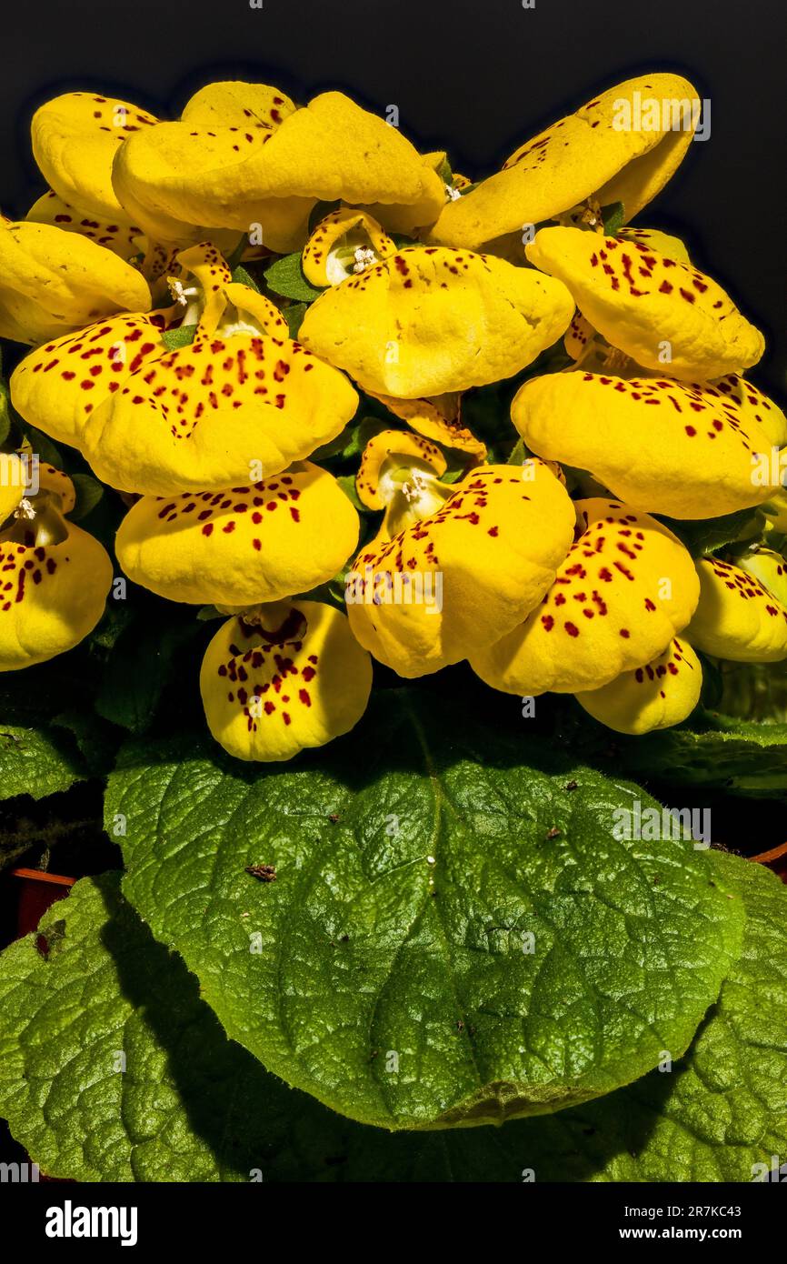 A vibrant close-up of Calceolaria flowers, its petals illuminated in the sun Stock Photo