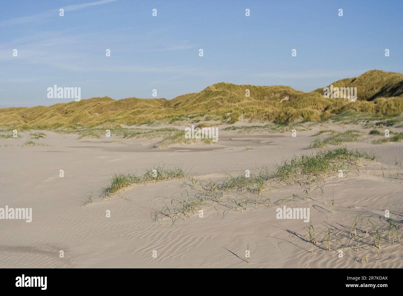 Overgang van duinen naar het strand; Transition of dunes to beach Stock ...