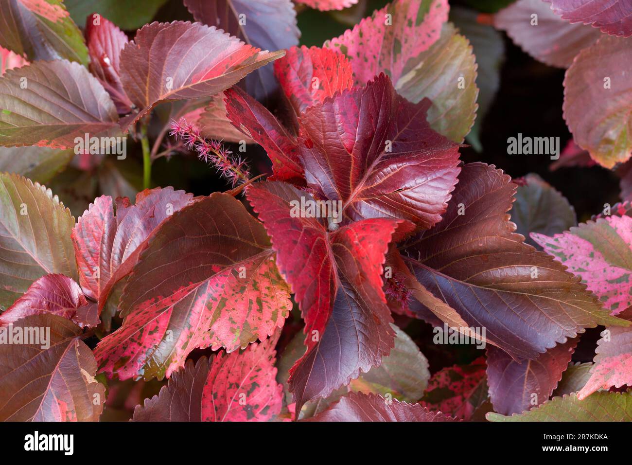 Red leaf Copperleaf or Acalypha wilkesiana or Mosaica ornamental house plant. background of red leaves Stock Photo