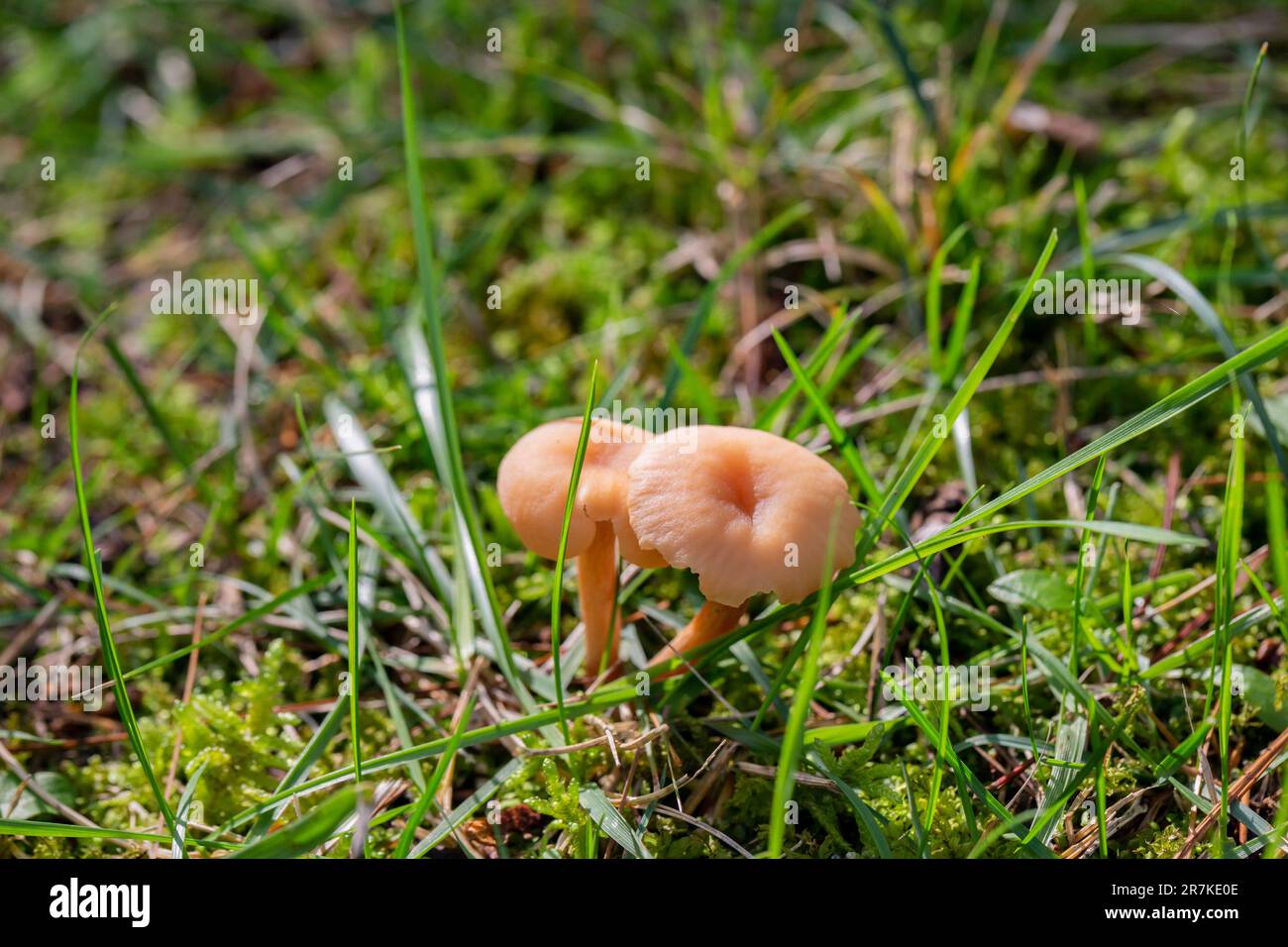 Edible mushrooms grow in green grass. Marasmius oreades. Stock Photo