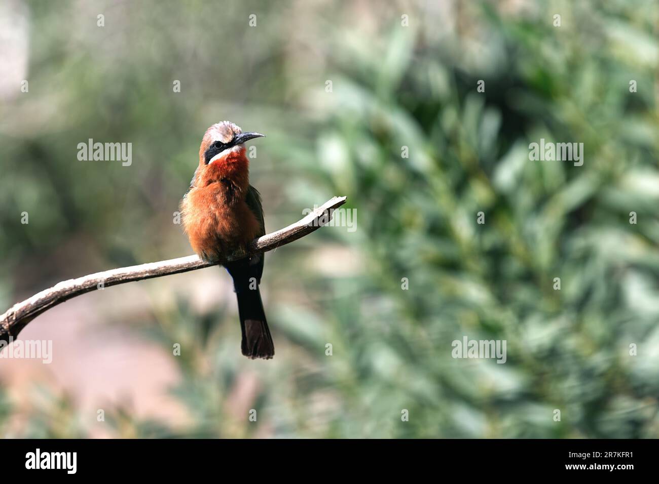An adult white-fronted bee-eater (Merops bullockoides) perched on a ...