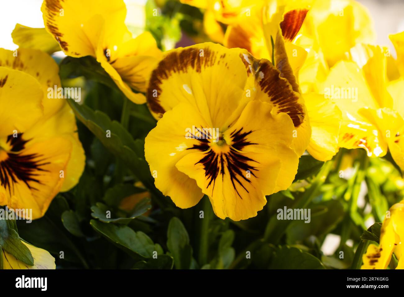 Beautiful yellow pansies (violas) flowers Stock Photo
