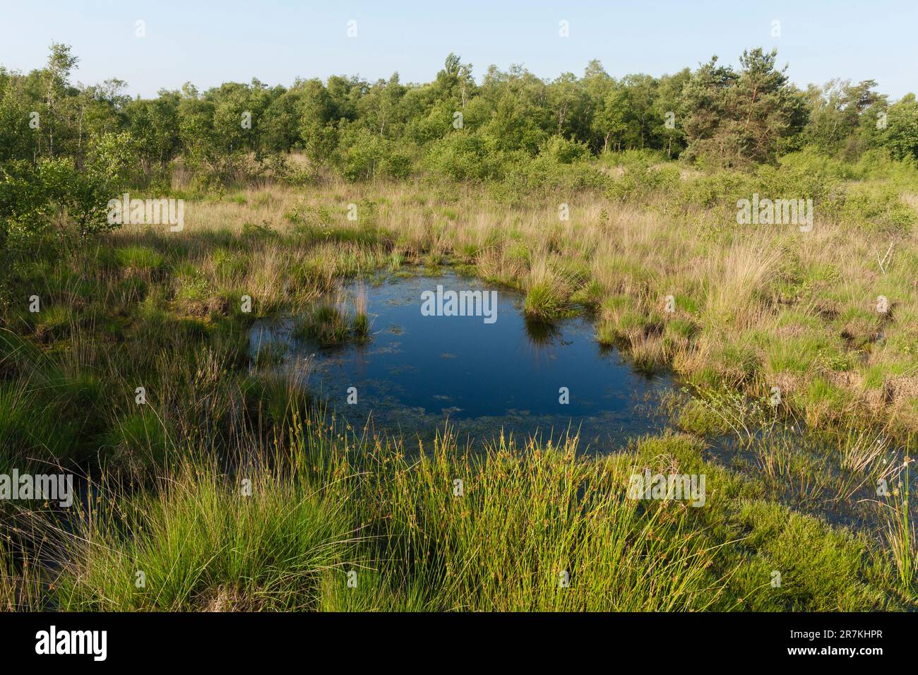 Landschap in Nationaal Park De Groote Peel; Landscape at National Park