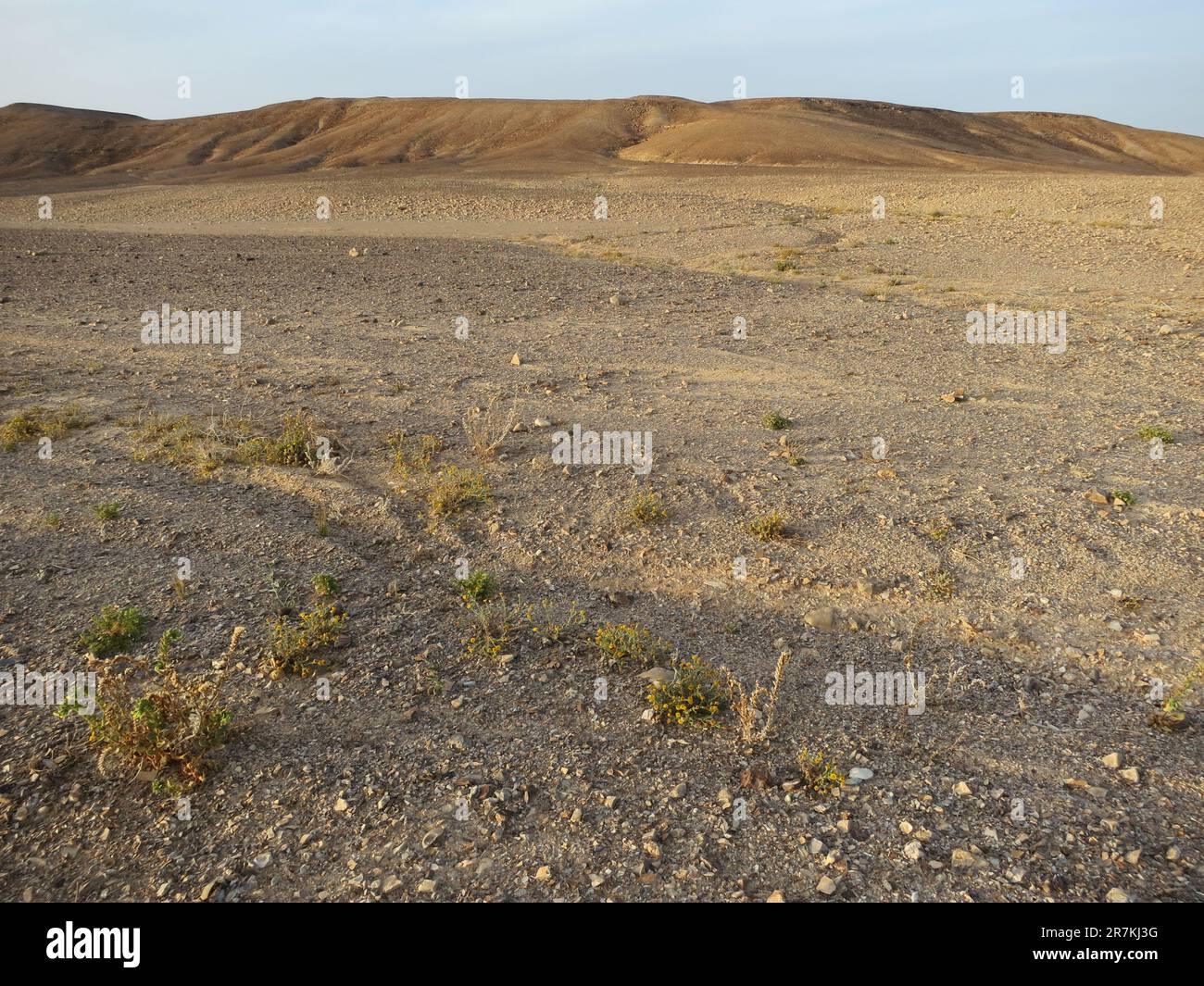 Steenwoestijn, stone desert; Ovda valley; Israel Stock Photo