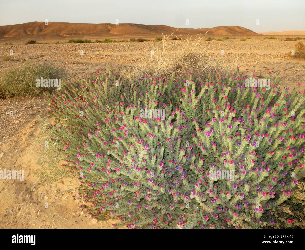 Steenwoestijn, stone desert; Ovda valley; Israel Stock Photo