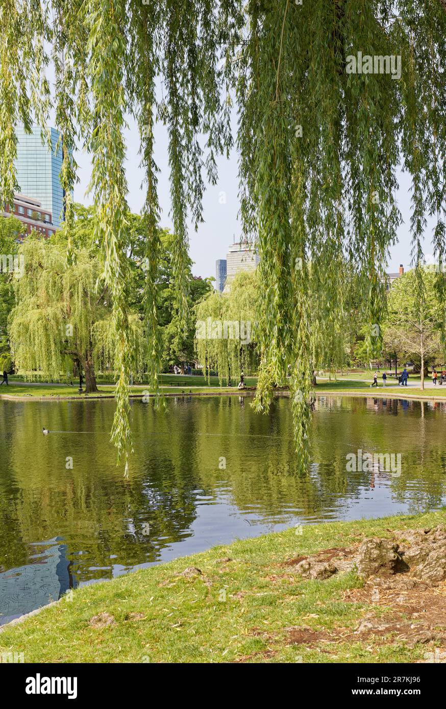 This Rockway Gardens' Weeping Willow is a Tree of the Year Finalist!