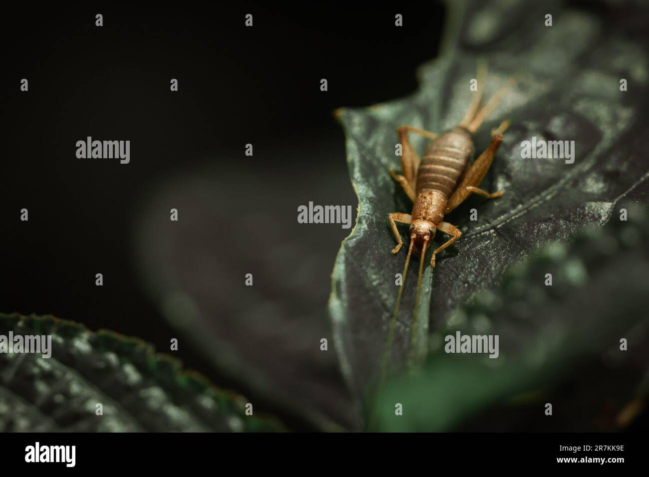 A closeup shot of a cricket on a green leaf. Stock Photo