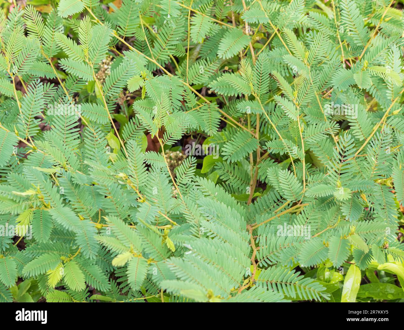Green leafy vines, textured background with yellow stems Stock Photo ...