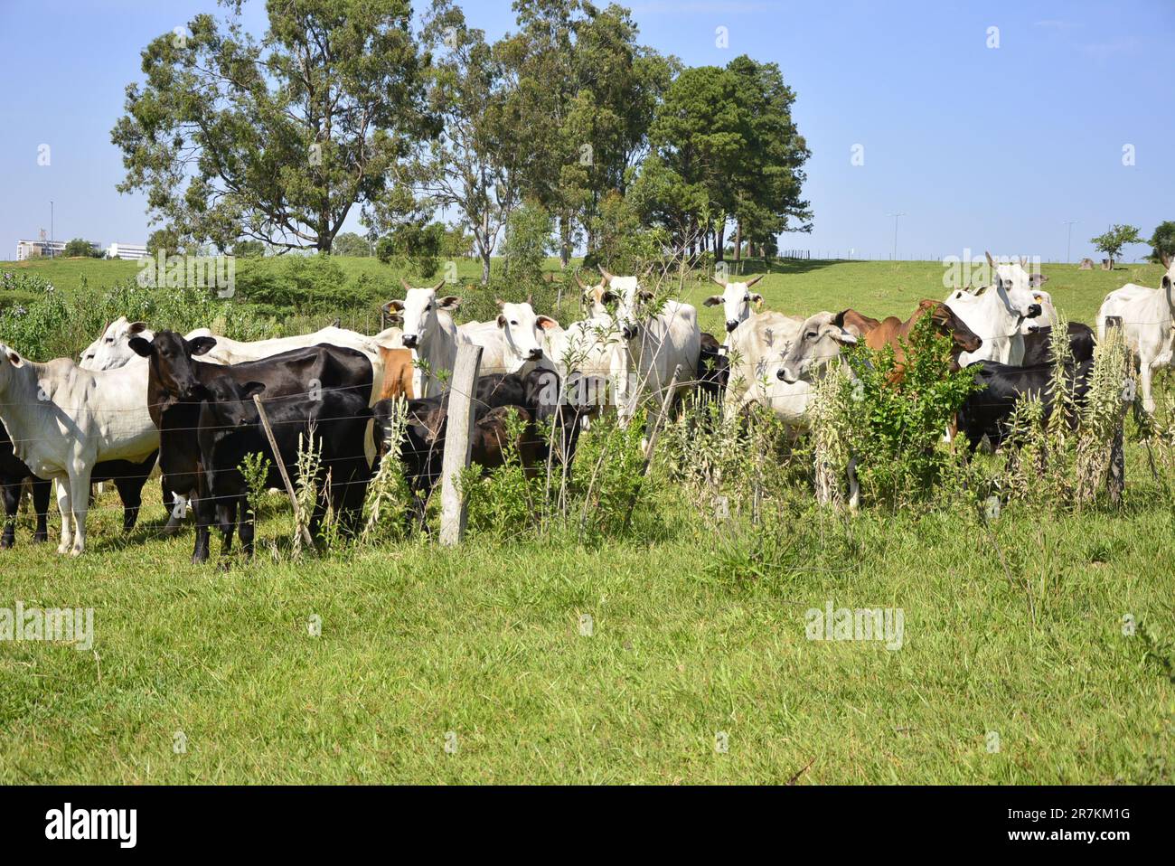 Pasture with cattle of various breeds in a cattle ranch with nature and buildings in the background Stock Photo