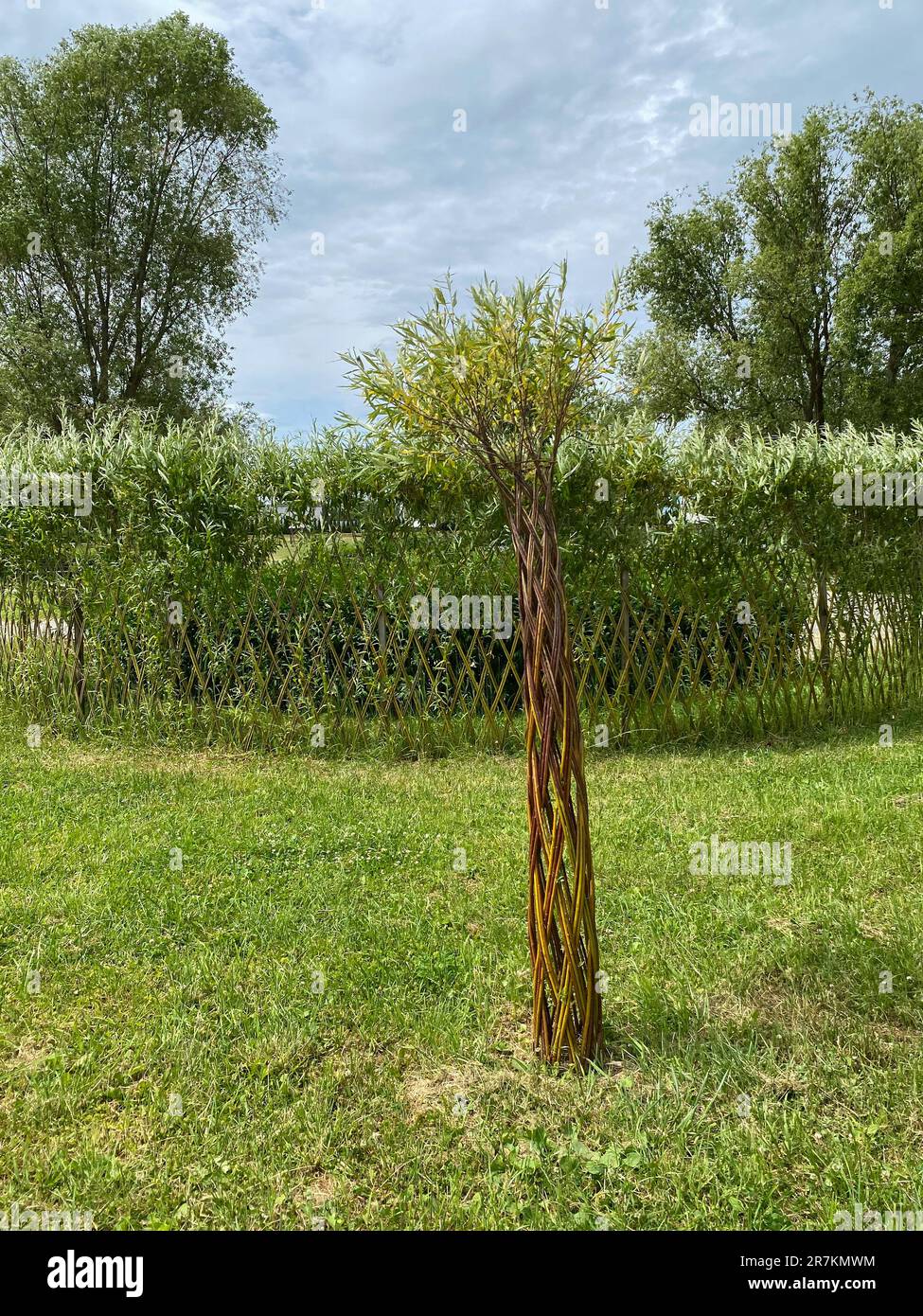 Living willow structure and fedge in the garden or park. Concept of landscape design, vertical gardening Stock Photo