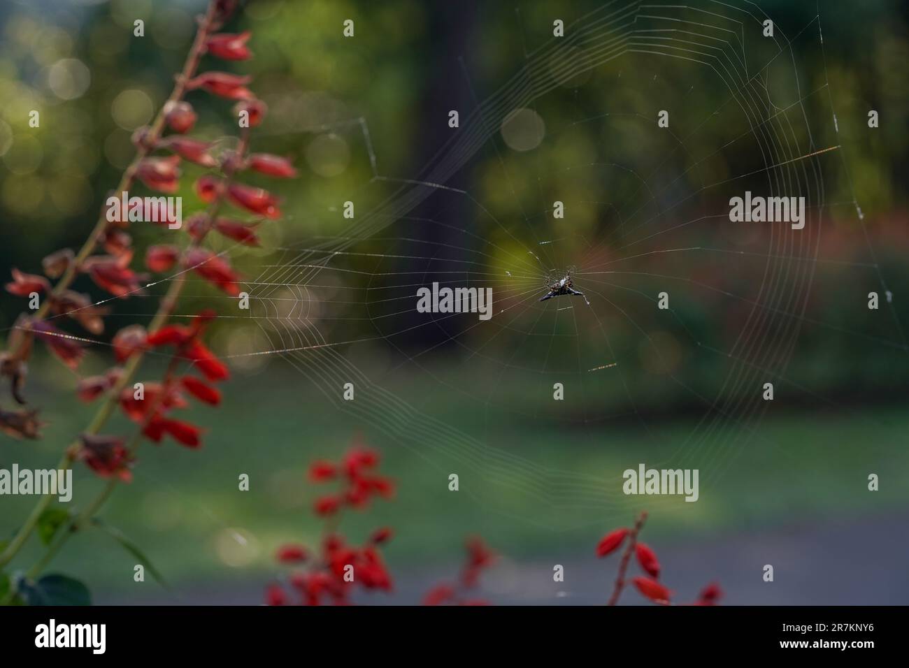Nature's Intricacies: Close-Up of Spider Web with Tiny Red Flowers Stock Photo